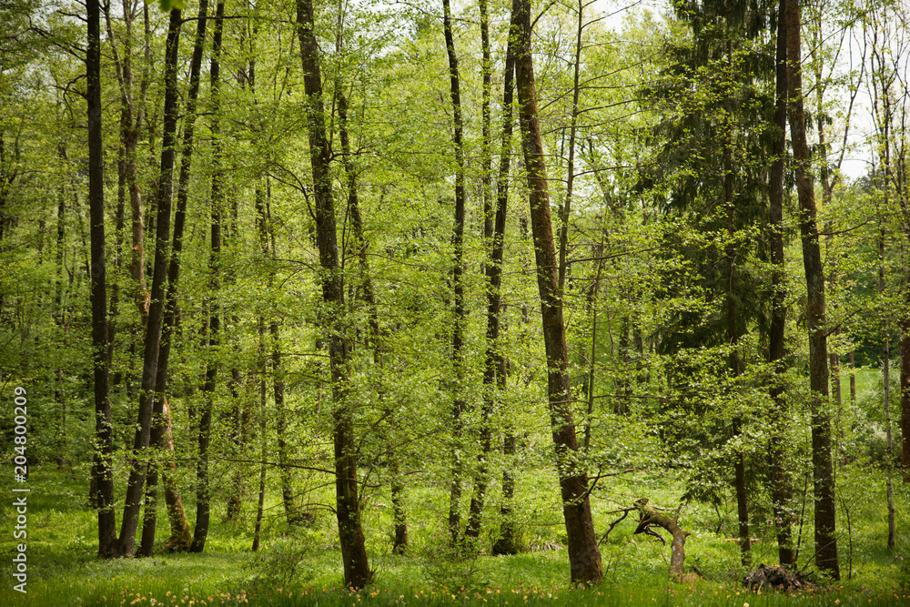 green Trees in forest in early spring green Trees in forest in early spring