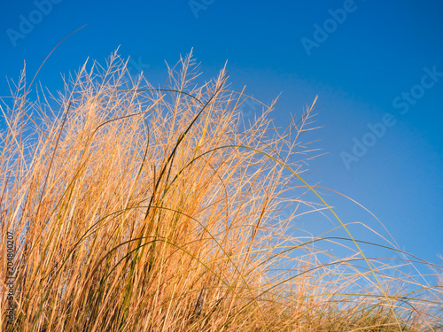 Tall grass against blue sky - riparian forest of the Uruguay river (Uruguaiana, Brazil) photo