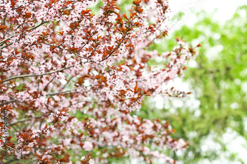Tree with beautiful blossoms on spring day