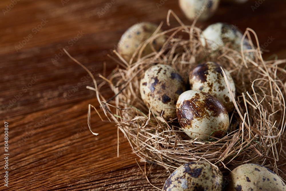 Conceptual still-life with quail eggs in hay nest over dark wooden background, close up, selective focus Conceptual still-life with quail eggs in hay nest over dark wooden background, close up, selective focus