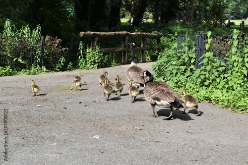 Fototapeta Naklejka Na Ścianę i Meble -  kanadyjskie gesi ,w parku z dziecmi