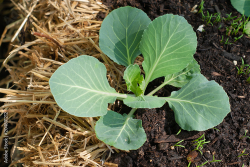 Cabbage Plant from Above