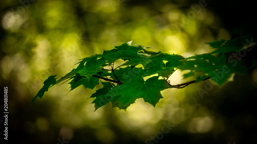 Branch in the forest