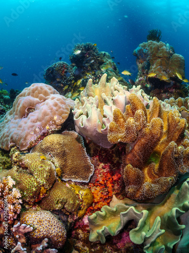 Apo Island Corals