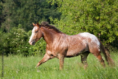 Obraz na płótnie Nice appaloosa horse running w salonie