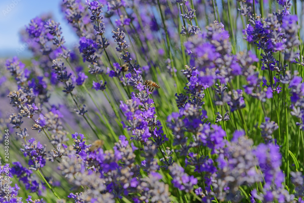 Naklejka premium Blossoming lavender, bees are observed in the flowers trying to drink the nectar to carry the honeycomb