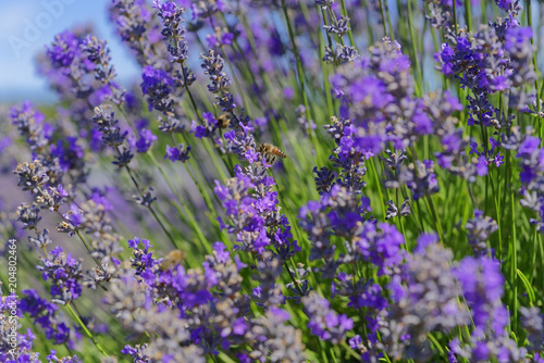 Fototapeta Naklejka Na Ścianę i Meble -  Blossoming lavender, bees are observed in the flowers trying to drink the nectar to carry the honeycomb