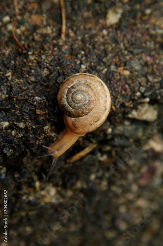 Snail in Swiss garden
