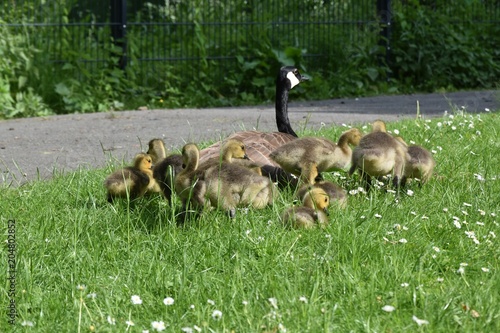 Fototapeta Naklejka Na Ścianę i Meble -  Gesi i kaczki