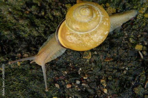 Cepaea nemoralis; banded snail in Swiss garden