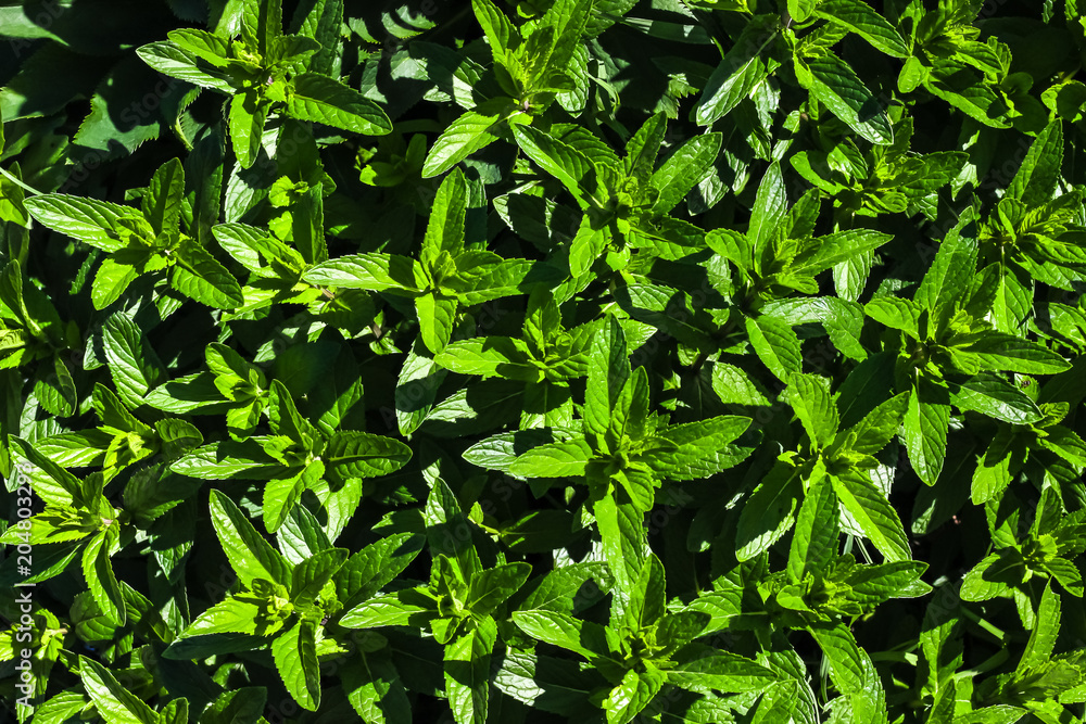 Obraz premium Green Mint Plant Grow background.