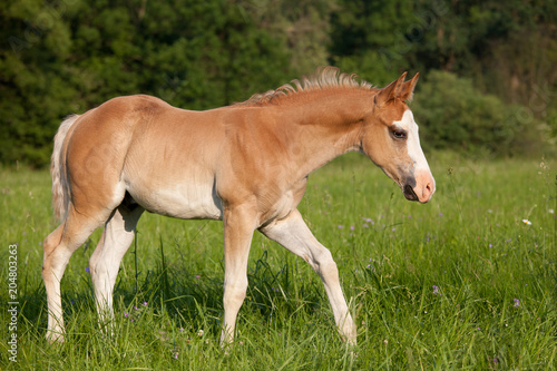 Portrait of nice american quarter horse