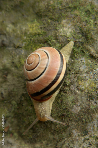 Cepaea nemoralis; banded snail on garden wall photo