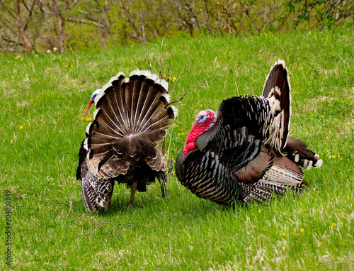 Spring mood of the gobblers.
