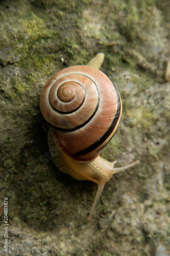 Cepaea nemoralis; banded snail on garden wall photo