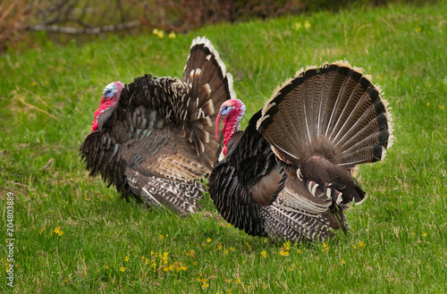 Spring mood of the gobblers.