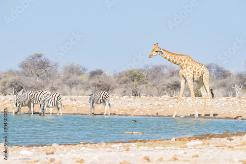 Giraffe drinking from waterhole. Wildlife Safari in the Etosha National Park, famous travel destination in Namibia