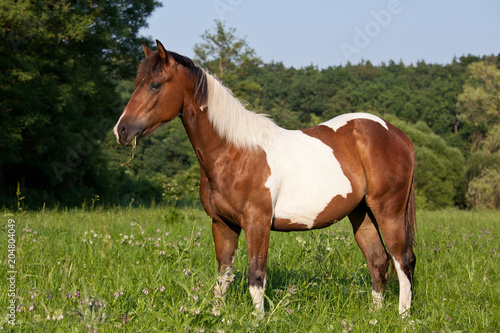 Portrait of nice paint horse © lenkadan