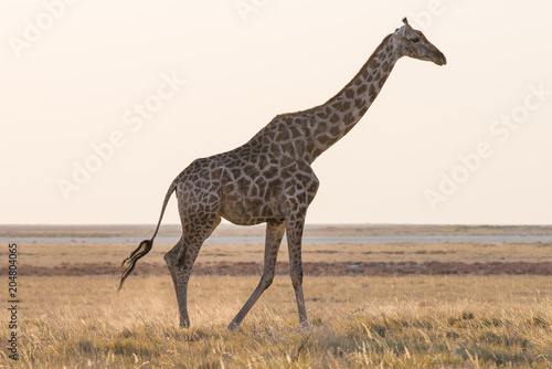 Giraffe walking in the bush on the desert pan. Wildlife Safari in the Etosha National Park  the main travel destination in Namibia  Africa. Profile view.