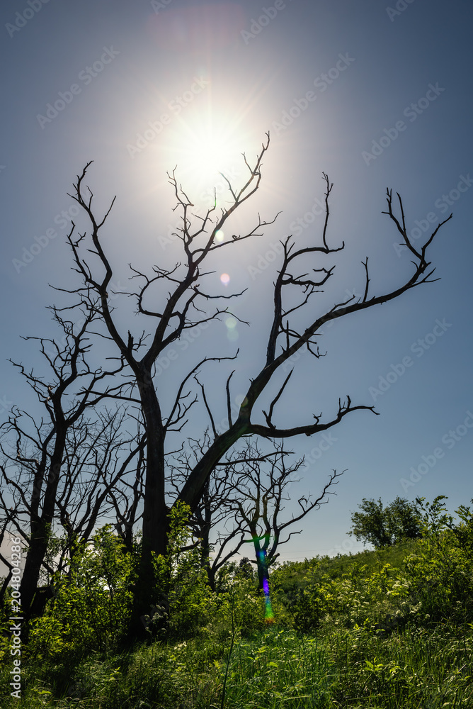 Fototapeta premium Toter Baum in der Sonne