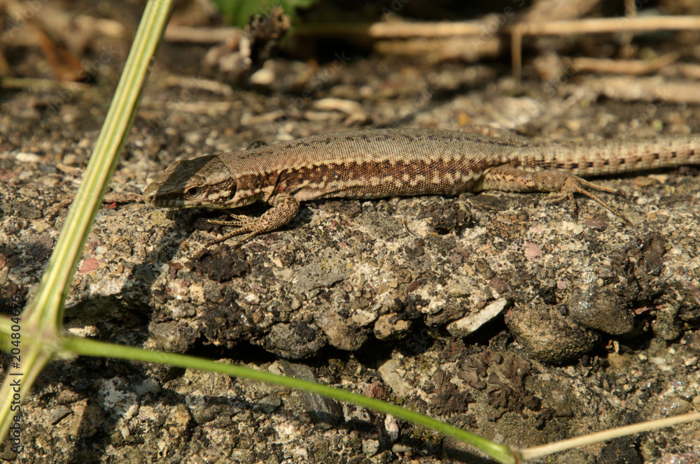 Podarcis muralis; wall lizard in Berschis garden, Swiss Alps Podarcis muralis; wall lizard in Berschis garden, Swiss Alps