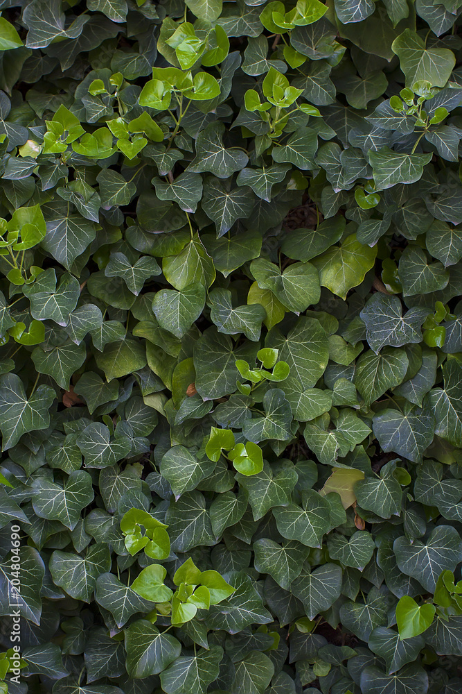 Fototapeta premium Green foliage leaf background or texture bush.