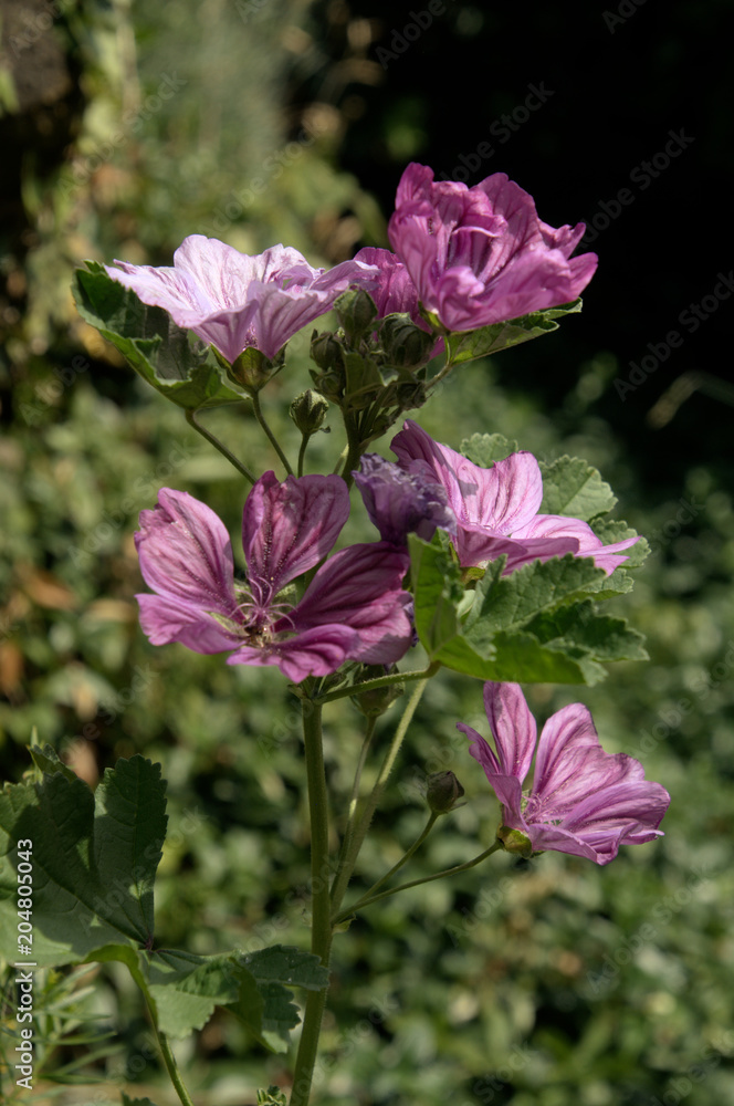 Obraz premium Malva officinalis in village garden