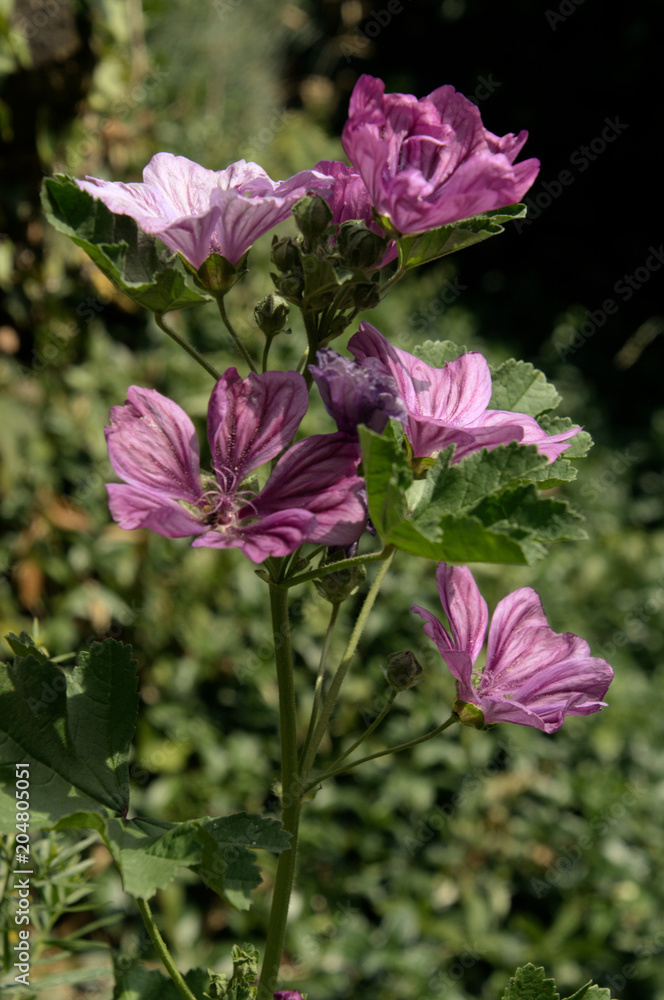 Fototapeta premium Malva officinalis in village garden