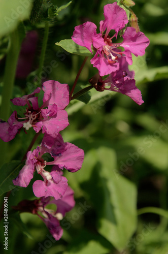 Wallpaper Mural Wildflowers in Swiss cottage garden Torontodigital.ca