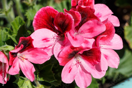 Fototapeta Naklejka Na Ścianę i Meble -  Fleurs de géraniums bicolores