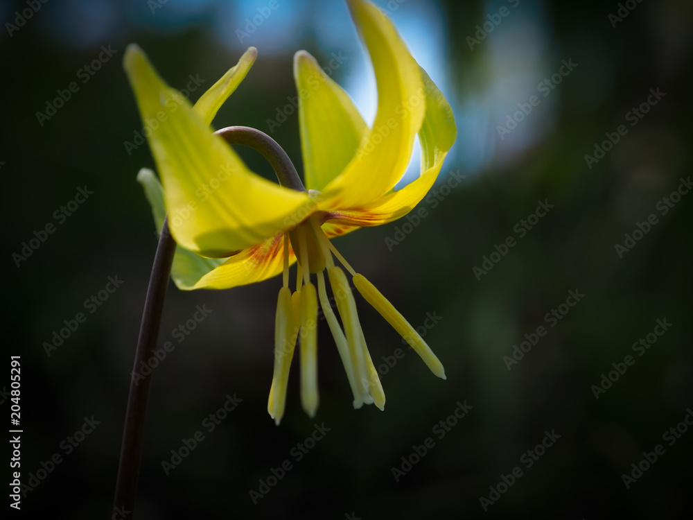 Fototapeta premium Beautiful spring flower,close up photogrphy.