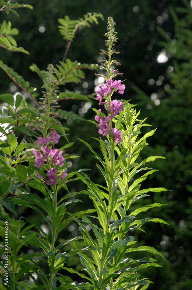 Fireweed; Rosebay willowherb in Swiss woods Fireweed; Rosebay willowherb in Swiss woods