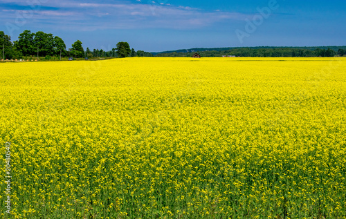 Yellow rapeseeds, canola or colza field with blue sky and a barn over the horizon. Spring landscape under blue sky 