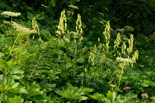 Aconitum lycoctonum; northern wolfsbane flower in the Swiss alps photo