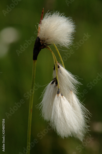 Cotton Grass by the Seebenalpsee on Flumserberg photo