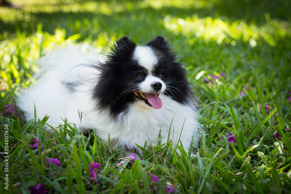 Spitz Spitz