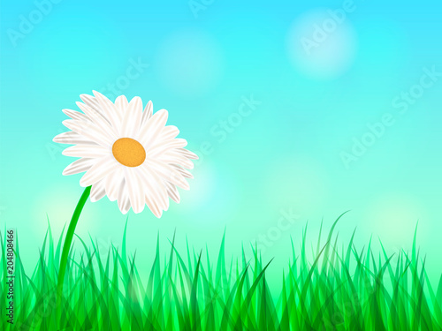 Summer chamomile glade. Space for text. Vector illustration