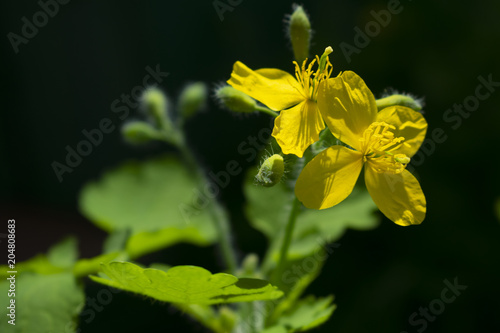 Yellow celandine or tetterwort Chelidonium majus flowers close up photo