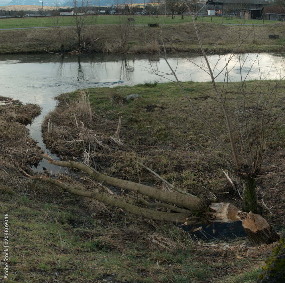 Beaver damage on trees beside the canal in Rüthi SG Beaver damage on trees beside the canal in Rüthi SG