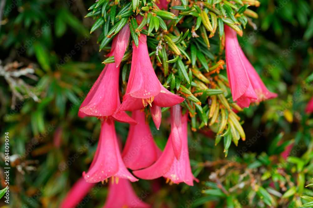 close-up of a flower of Philesia magellanica (Coicopihue), with its pink petals close-up of a flower of Philesia magellanica (Coicopihue), with its pink petals