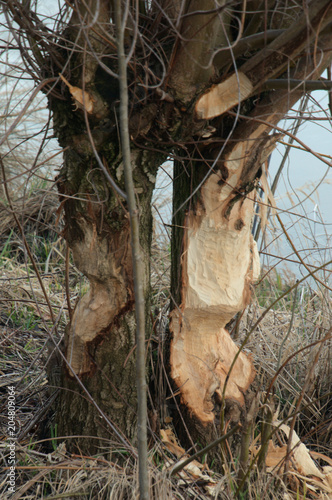 Beaver damage on trees beside the canal in Rüthi SG
