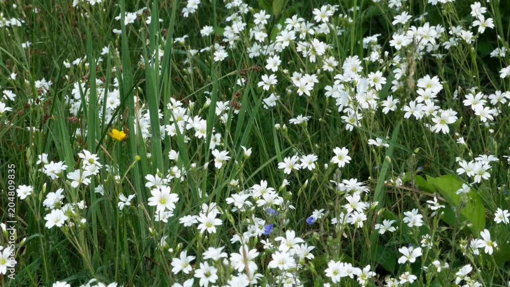 Wild flowers with dew swinging on the wind in the forest 4k Wild flowers with dew swinging on the wind in the forest 4k
