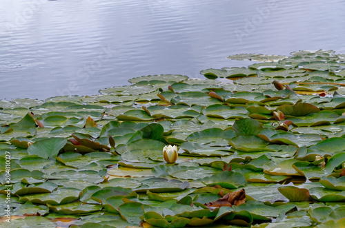 Wild lotus flowers  growing in lagoon