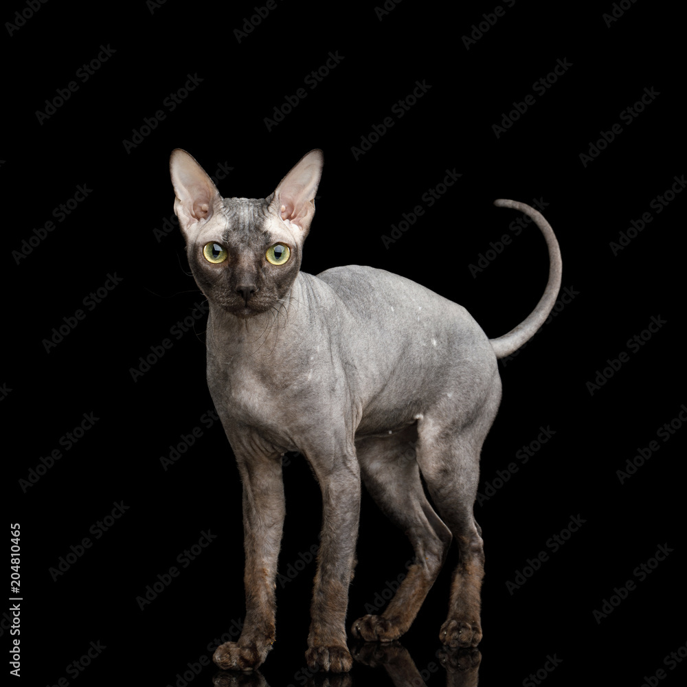 Sphynx Cat Standing and Looking alert Isolated on Black Background, front view