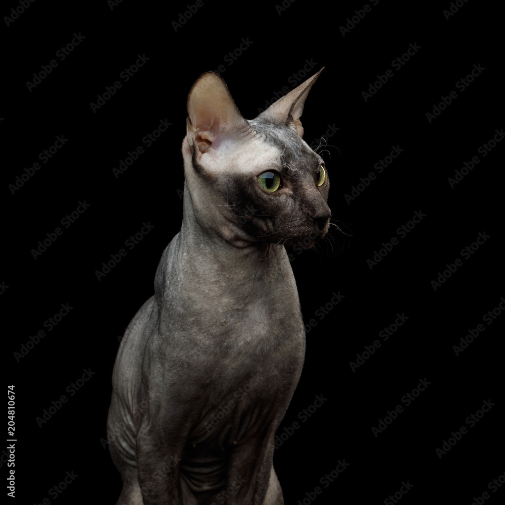 Portrait of Sphynx Cat, Curious Stare Isolated on Black Background, profile view