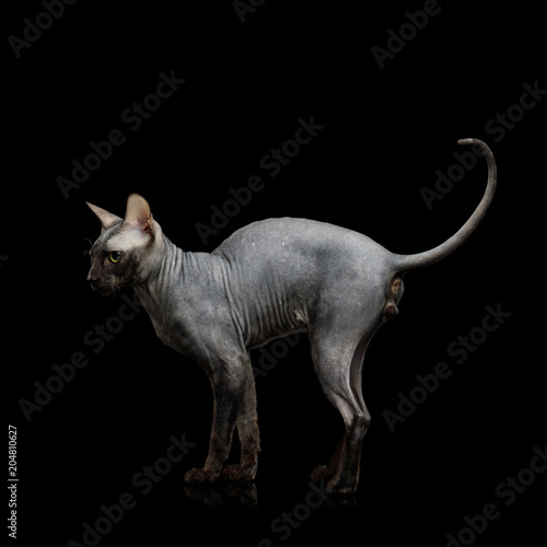 Sphynx Cat Walk and getting pose Isolated on Black Background, side view