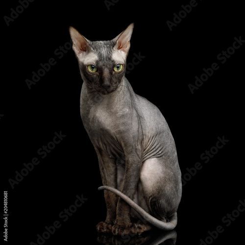 Fototapeta Naklejka Na Ścianę i Meble -  Sphynx Cat Sitting Curious Looks Isolated on Black Background, Front view