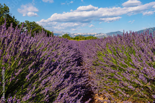 Lavender fields near Verdon lake in Provence