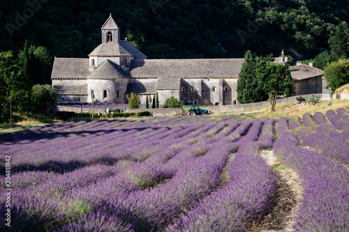 Senanque Abbey with lavender field in Provence, France