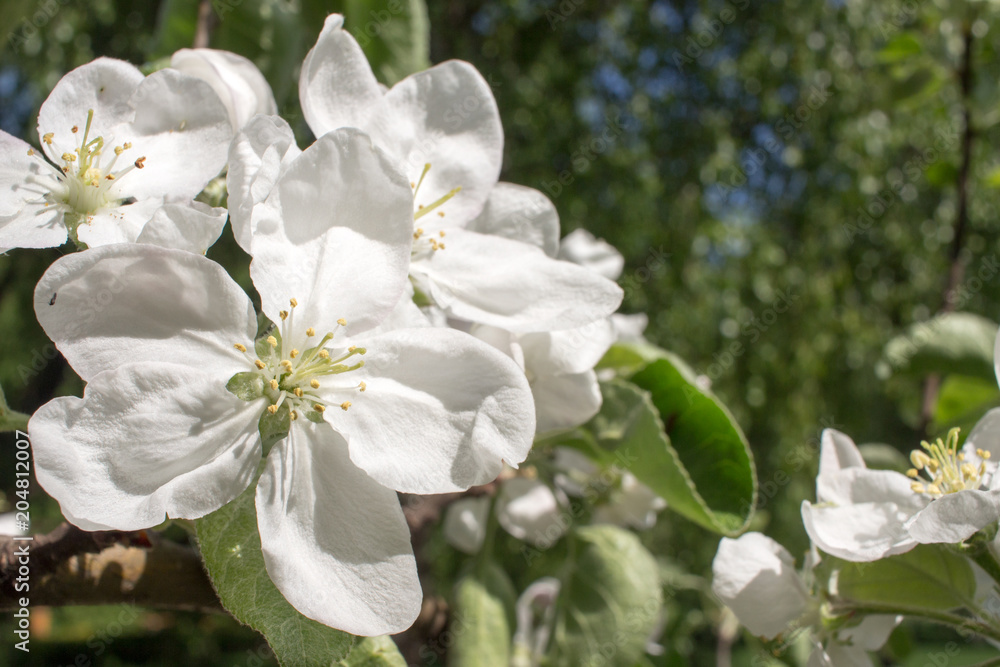 Close up apple blossom white flowers and blue sky spring background Close up apple blossom white flowers and blue sky spring background
